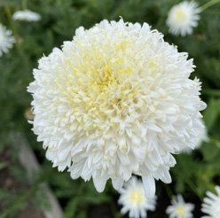 Пиретрум «Плена Альба»